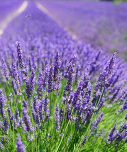 lavanda_ad