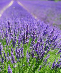 lavanda_ad.jpg